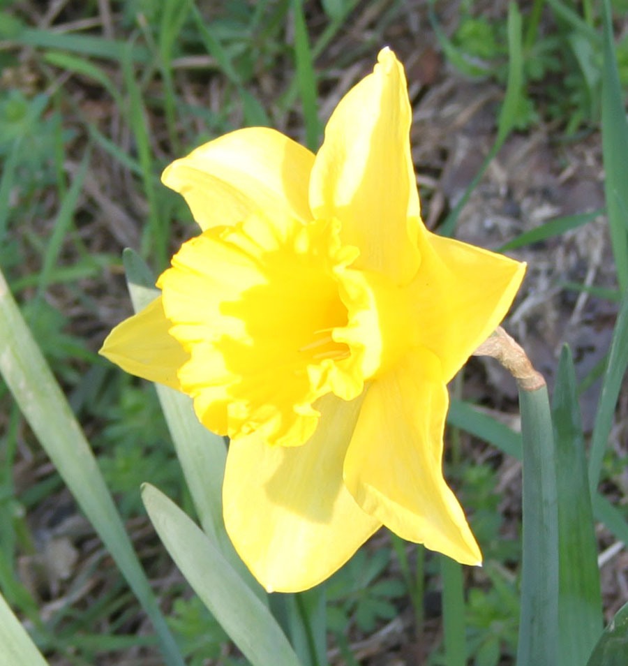 narcissus pseudonarcissus